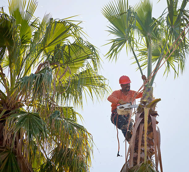 Best Emergency Tree Service  in Bath, PA